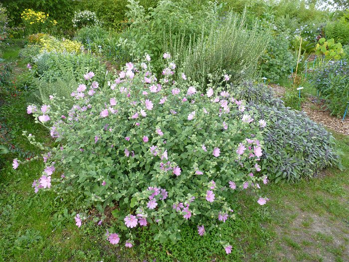 Lavatera x clementii 'Bredon's Spring'